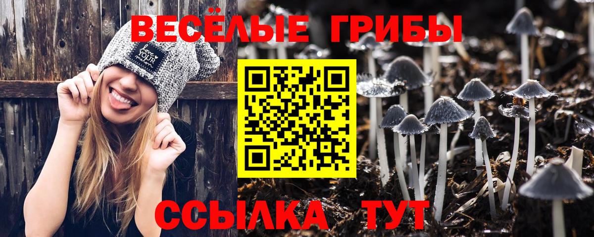 Севастополь  Псилоцибиновые грибы Psilocybe  Вход с VPN 